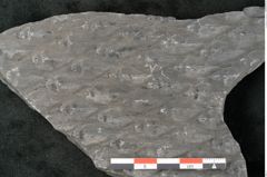 Foto (Detailansicht) von Lepidodendron sp.  (NHMW-GEO-2024-0188-11030)
